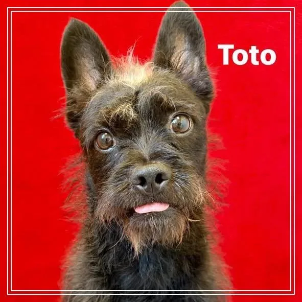 Toto thumbnail 4