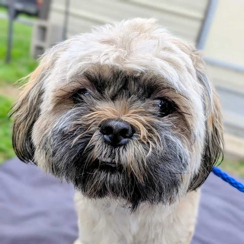 A young small-sized male Yellow / Tan / Blond / Fawn Pekingese dog named Bodhi for adoption in Houston, TX