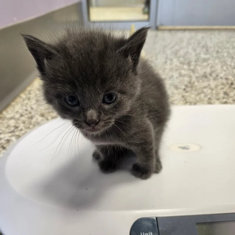 A baby small-sized male Gray / Blue / Silver Domestic Short Hair cat named Felix for adoption in Madisonville, TN