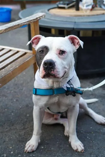 A young large-sized male Pit Bull Terrier dog named Sunny for adoption in Charlotte, NC