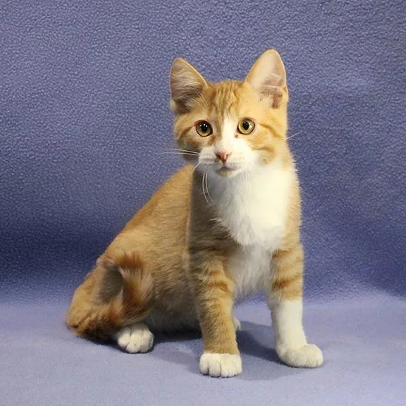 A baby medium-sized male Orange & White Domestic Short Hair cat named Will for adoption in Overland Park, KS