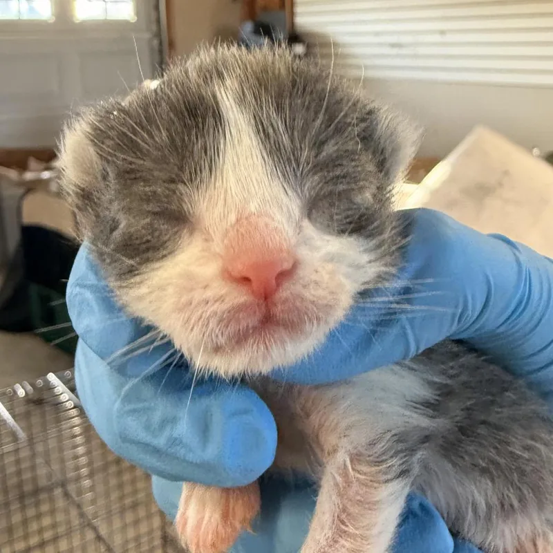 A baby small-sized female Gray / Blue / Silver Domestic Short Hair cat named Nile In Stevensville  for adoption in Alexandria, VA