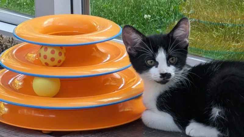 A baby small-sized male Domestic Short Hair cat named Isaac for adoption in Kenosha, WI