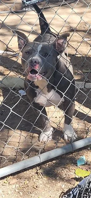 An adult medium-sized female American Bulldog dog named Daisy for adoption in San Antonio, TX