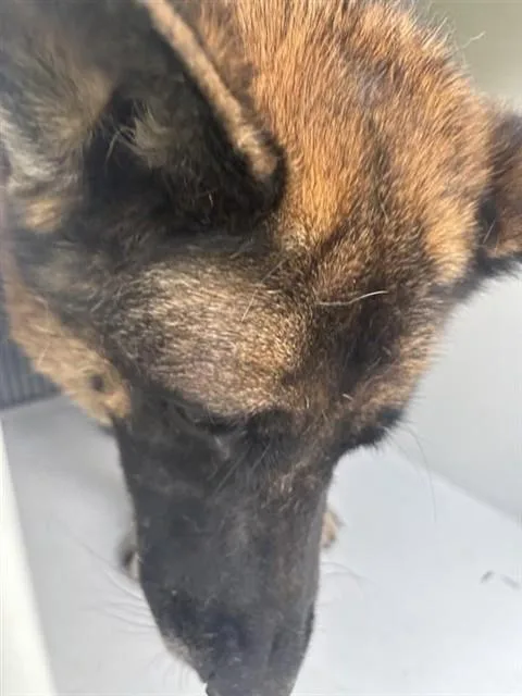 An adult large-sized male German Shepherd Dog dog named A for adoption in Houston, TX