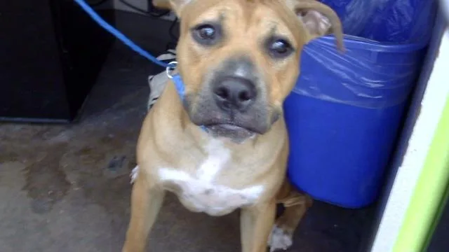 A young medium-sized female Mixed Breed dog named Maritza for adoption in Dallas, TX