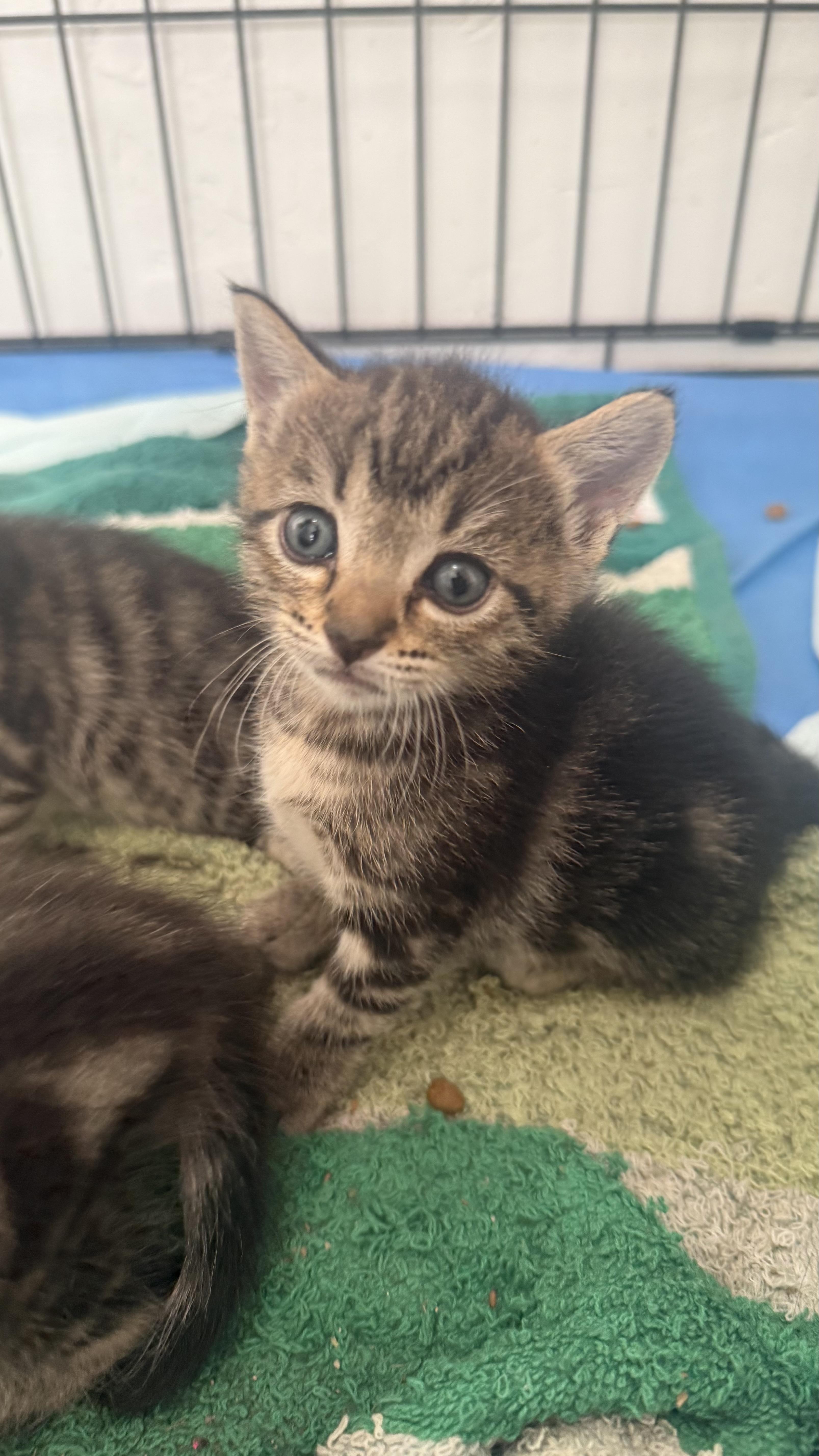A baby small-sized female Tabby (Buff / Tan / Fawn) Domestic Short Hair cat named Ruby for adoption in Sherman Oaks, CA