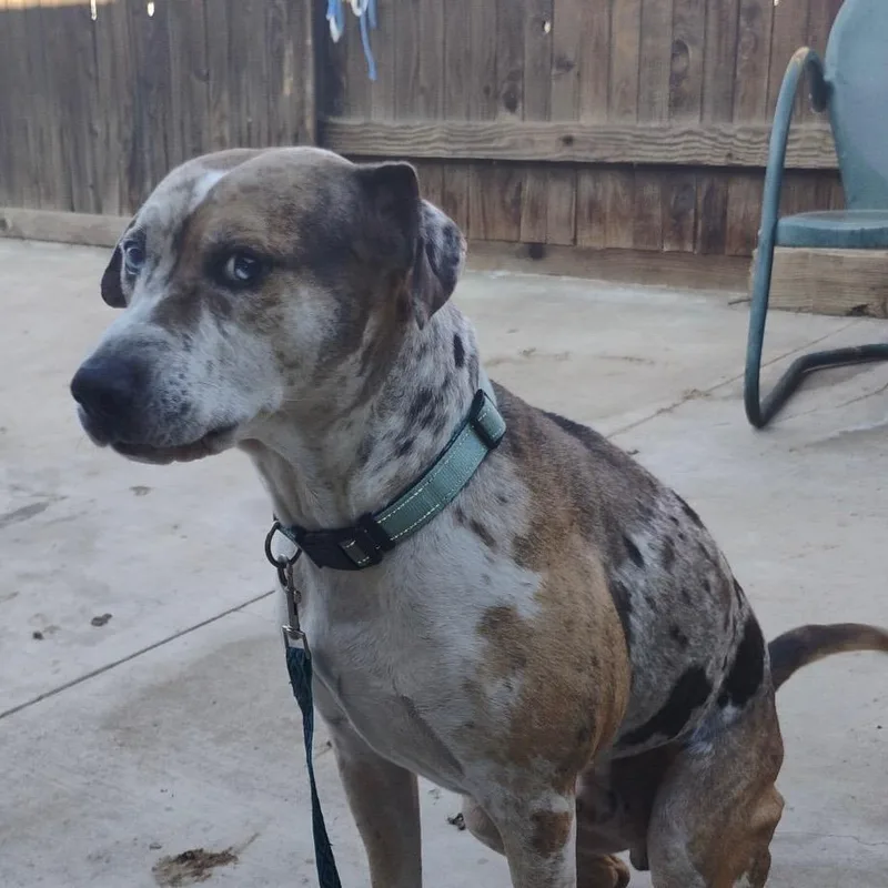 Dan Aka Boss thumbnail 2