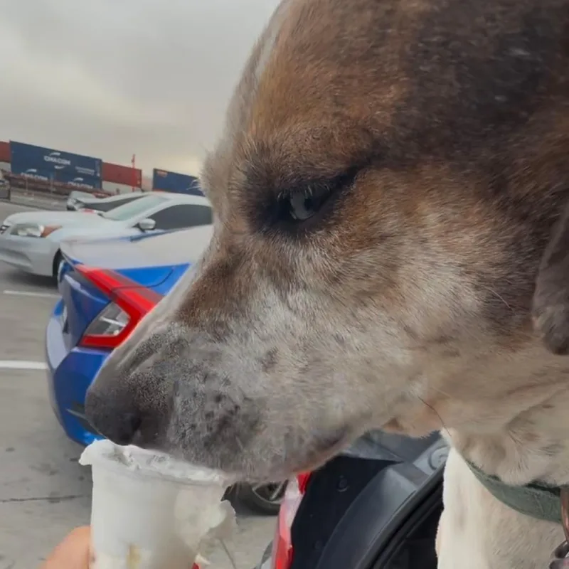 Dan Aka Boss thumbnail 3