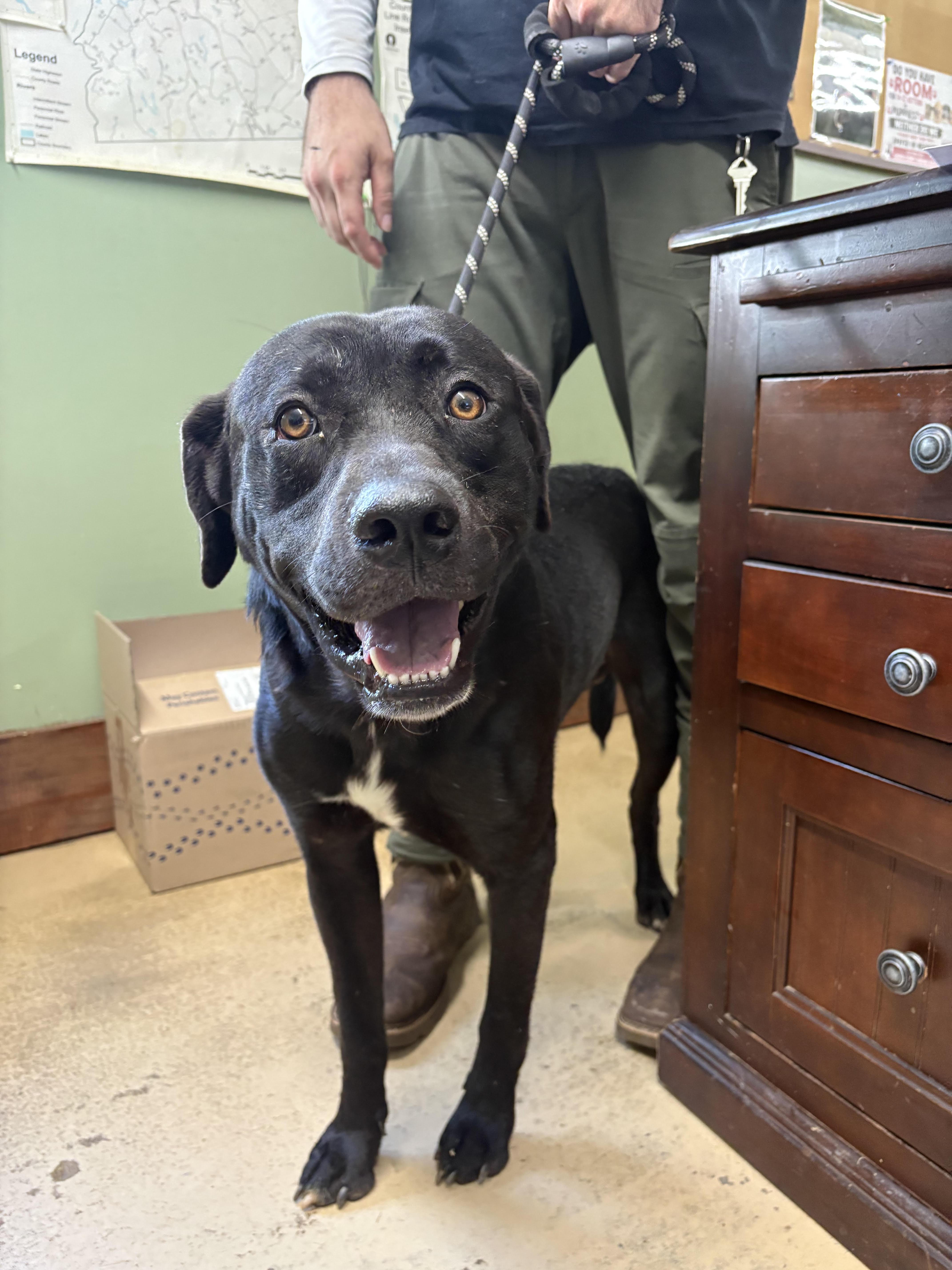 An adult large-sized male Black Labrador Retriever dog named Toby for adoption in Monticello, GA