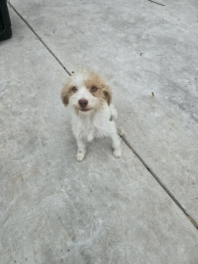 A baby small-sized female Terrier dog named Eclipse for adoption in Gainesville, VA
