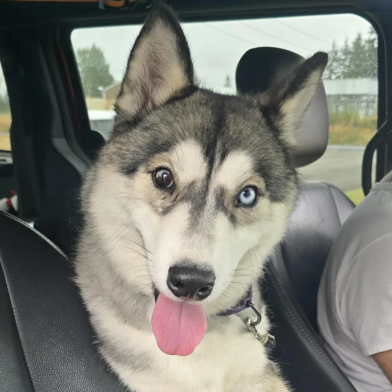 Balto