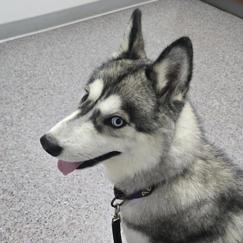 Balto thumbnail 2