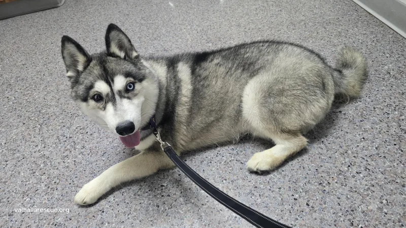 Balto thumbnail 3