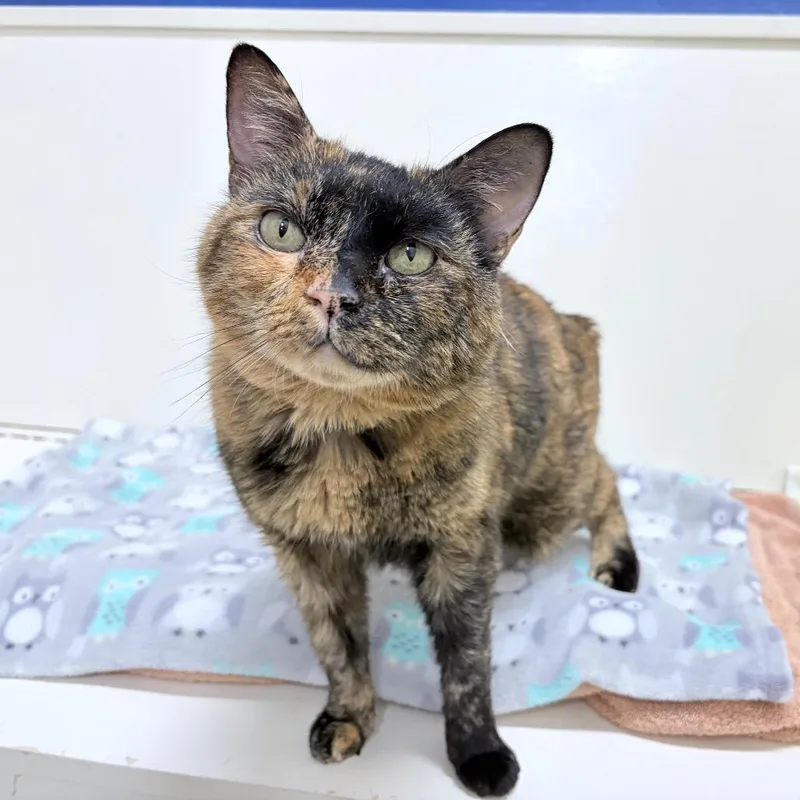 Cappuccino thumbnail 2