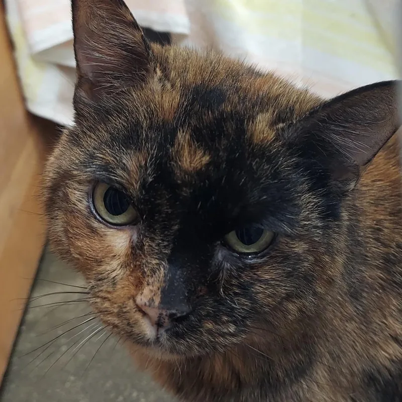 Cappuccino thumbnail 3