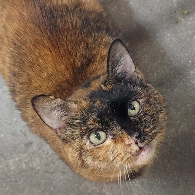 Cappuccino thumbnail 4