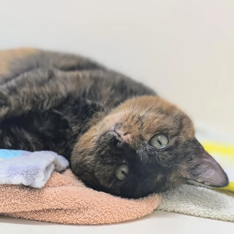 Cappuccino thumbnail 5