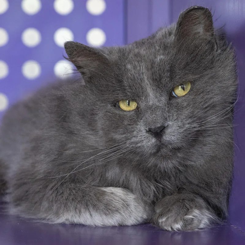 An adult medium-sized male Gray / Blue / Silver Domestic Long Hair cat named Mr. Puff for adoption in Pontiac, MI