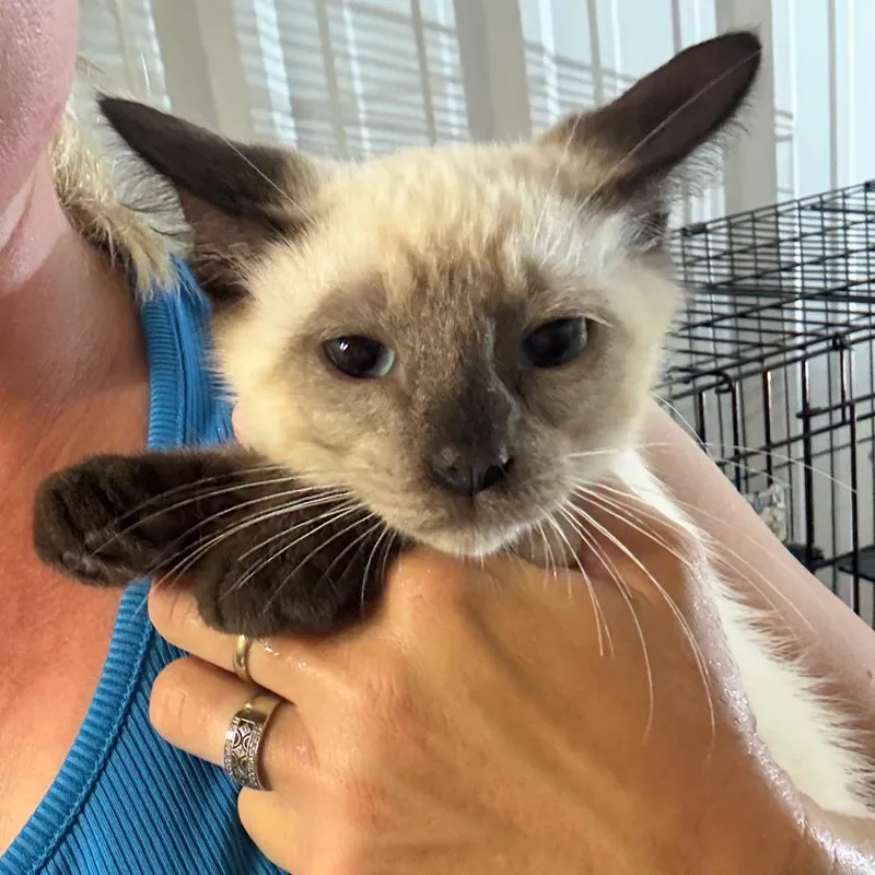A baby small-sized male Cream / Ivory Domestic Short Hair cat named Orion for adoption in Fort Collins, CO