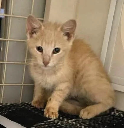 A baby small-sized male Buff / Tan / Fawn Domestic Short Hair cat named Punky Brewster for adoption in Kansas City, MO