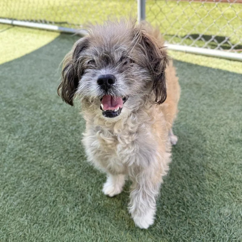 An adult small-sized male Yellow / Tan / Blond / Fawn Poodle dog named Teddy for adoption in Long Beach, CA
