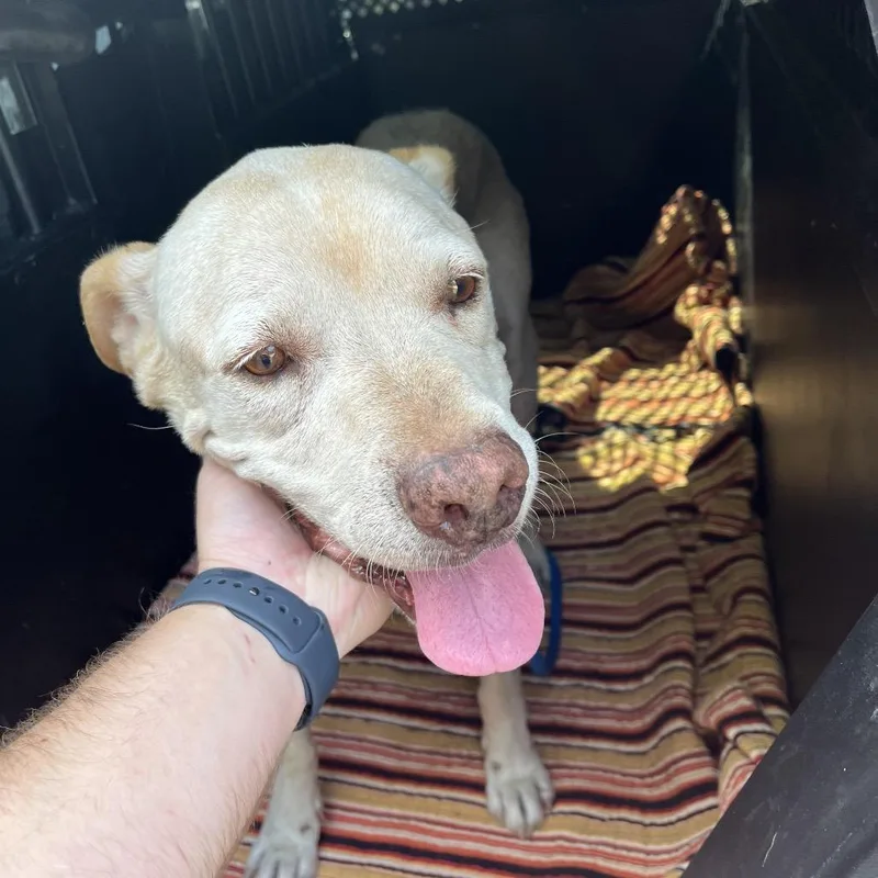 A senior large-sized male Yellow / Tan / Blond / Fawn Mixed Breed dog named Alfred for adoption in Dickinson, TX
