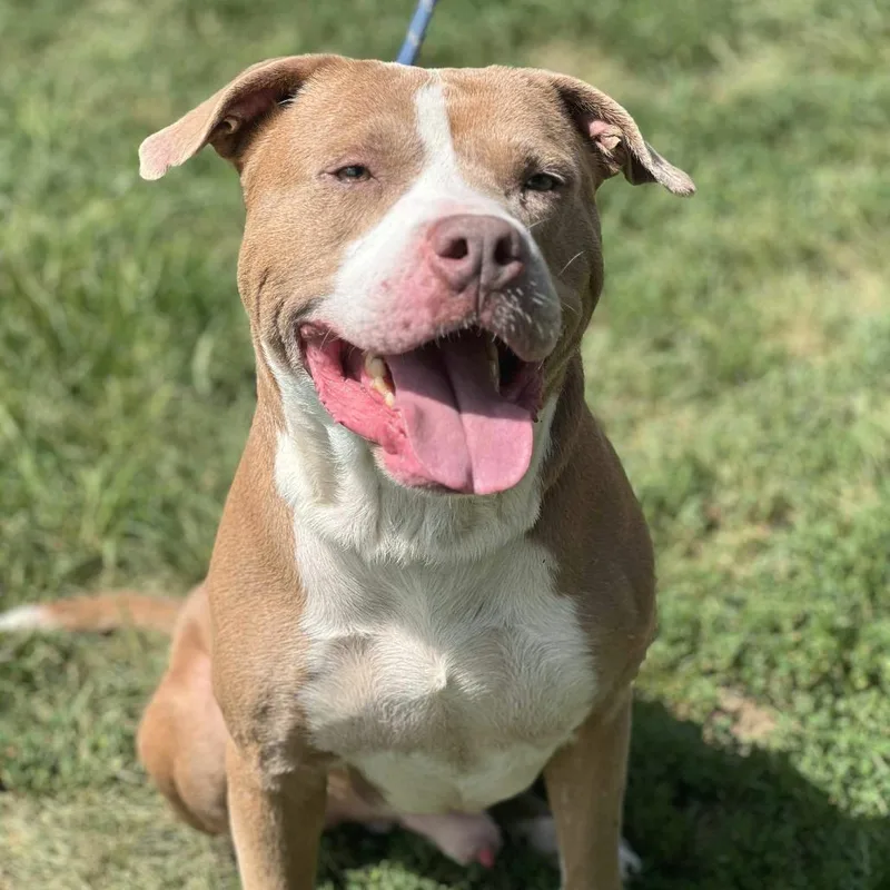 Pistachio thumbnail 3