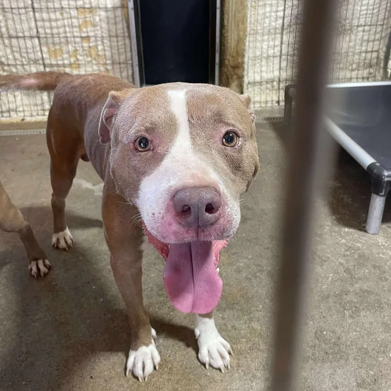 Pistachio thumbnail 4