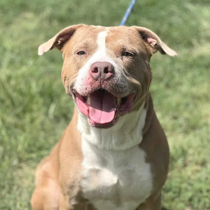 Pistachio thumbnail 5