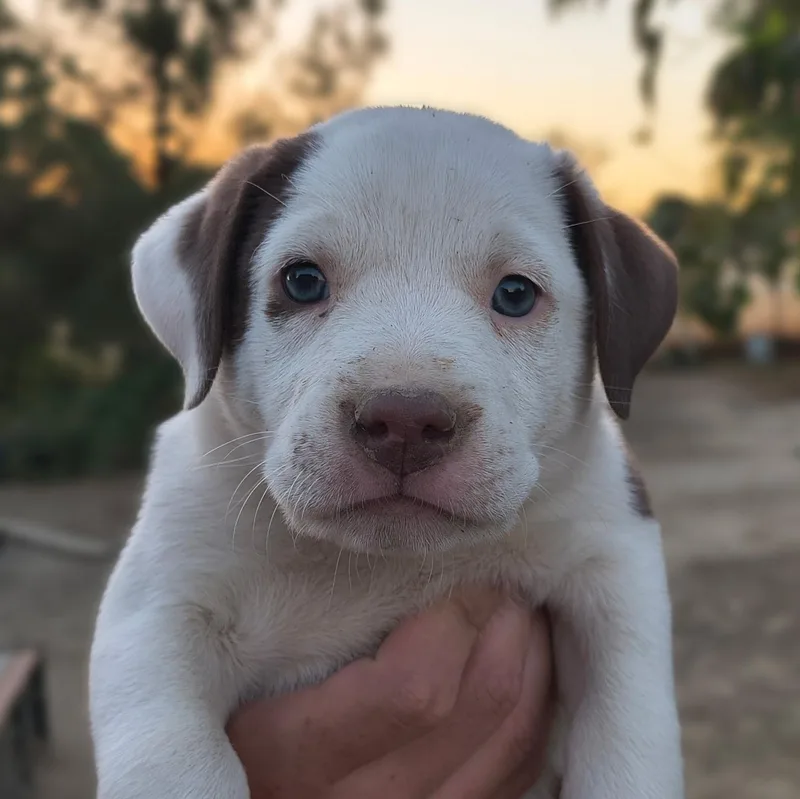 A baby medium-sized male Pit Bull Terrier dog named Salem for adoption in Avon, CT