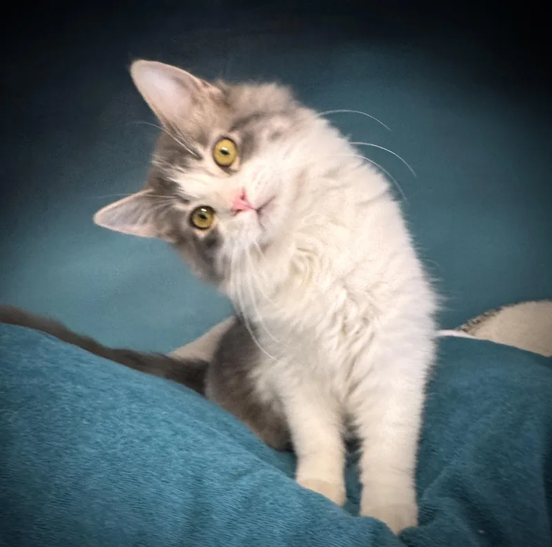 Oreo & Henry: A thumbnail 2