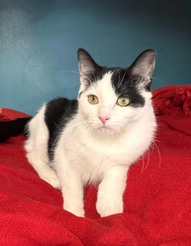 Oreo & Henry: A thumbnail 3