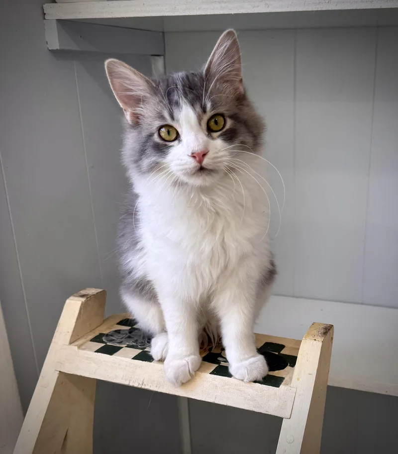 Oreo & Henry: A thumbnail 4