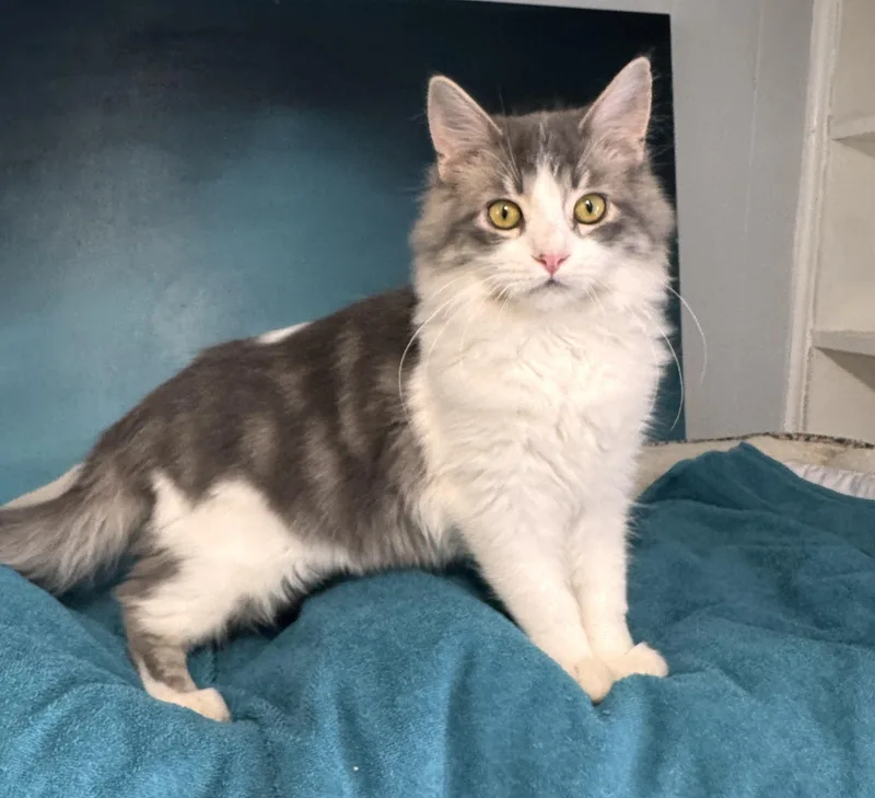 Oreo & Henry: A thumbnail 5