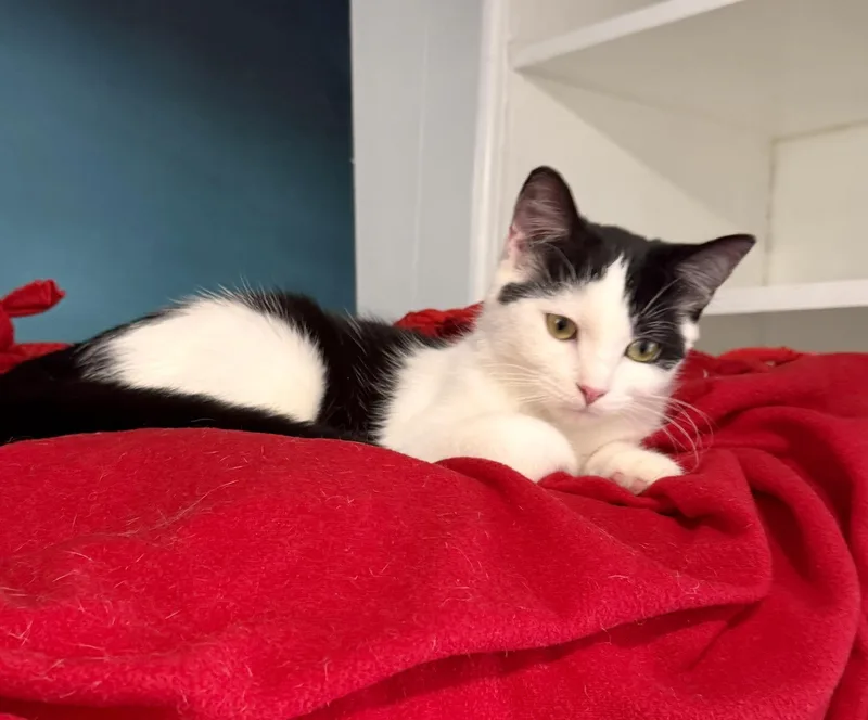 Oreo & Henry: A thumbnail 6