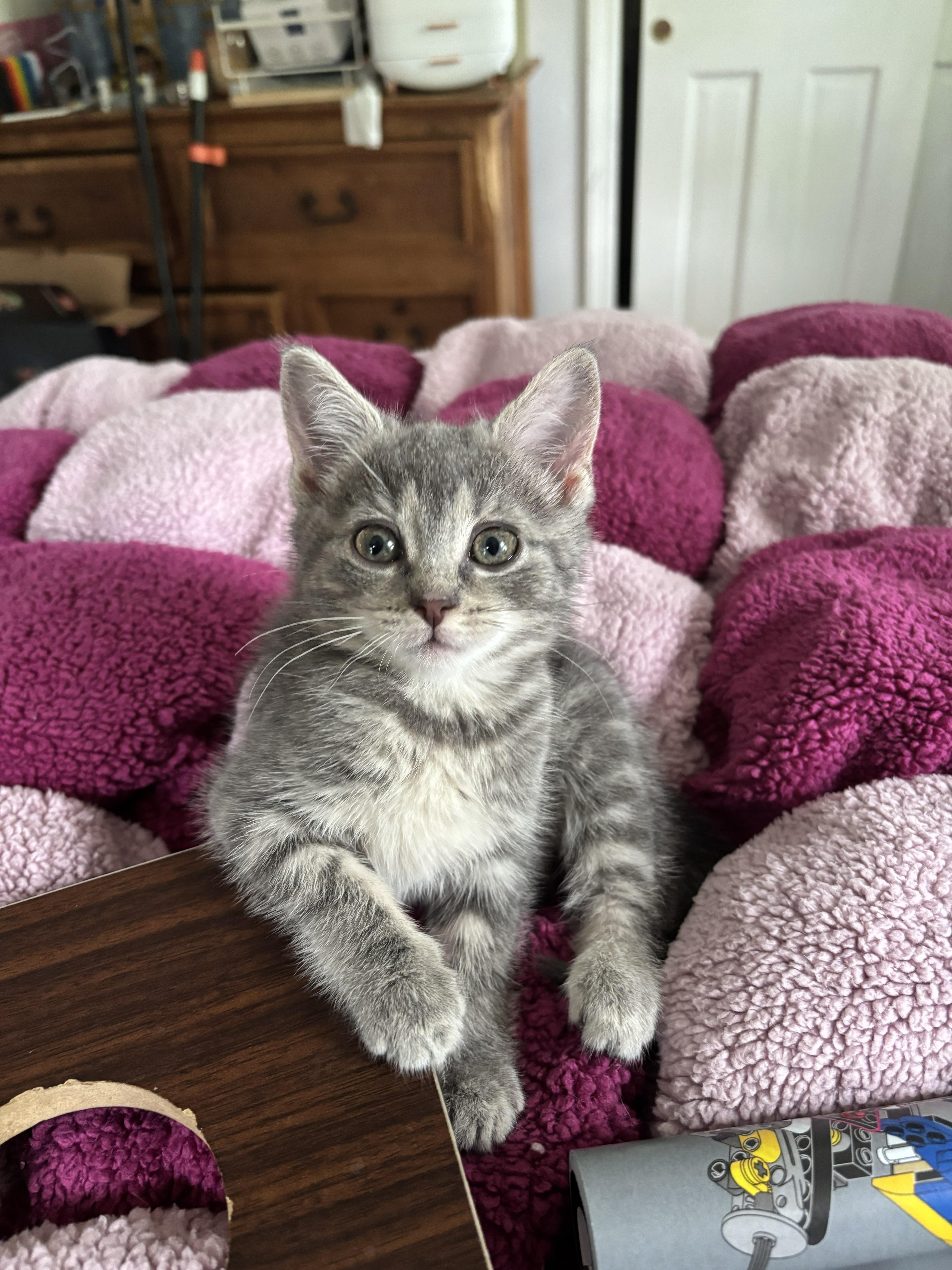 A baby medium-sized female Tabby (Gray / Blue / Silver) Domestic Short Hair cat named Luna for adoption in Springfield, MA