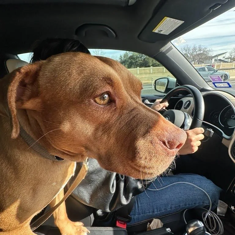 Everything Bagel thumbnail 2