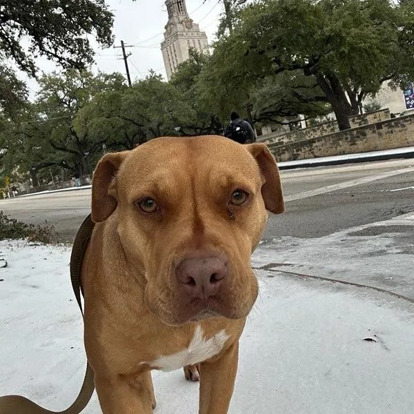 Everything Bagel thumbnail 3