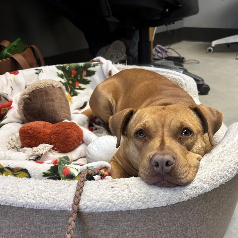 Everything Bagel thumbnail 4