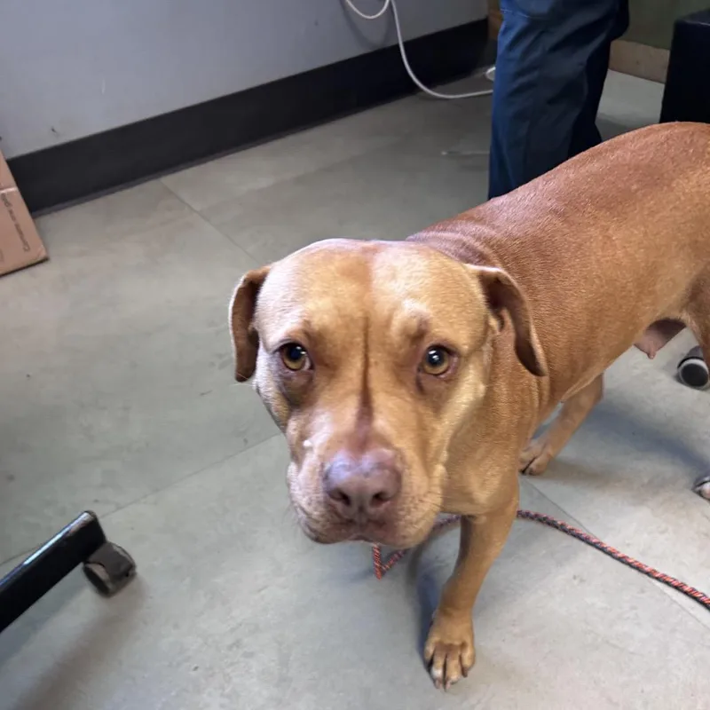 Everything Bagel thumbnail 5