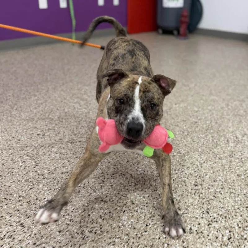 An adult large-sized female Catahoula Leopard Dog dog named Fig for adoption in Bullhead City, AZ