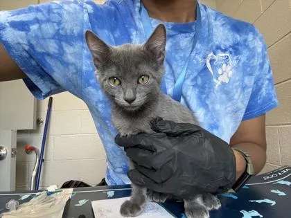 A baby small-sized male Domestic Short Hair cat named Citrus for adoption in Sevierville, TN