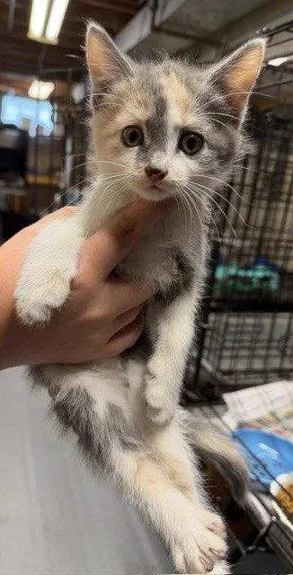 A young medium-sized female Domestic Short Hair cat named Tilly for adoption in Apollo, PA