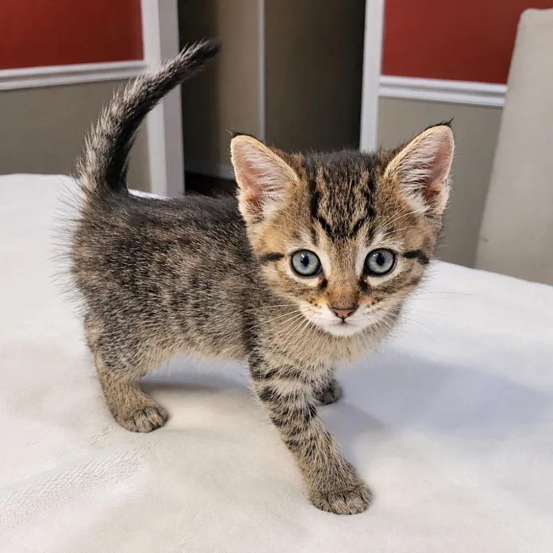 A baby small-sized female White Domestic Short Hair cat named Rune for adoption in Mount Vernon, IN