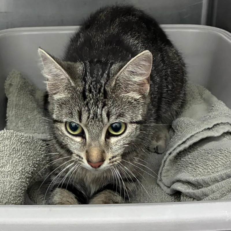 A young medium-sized female Brown / Chocolate Domestic Short Hair cat named Claire for adoption in Auburn, AL