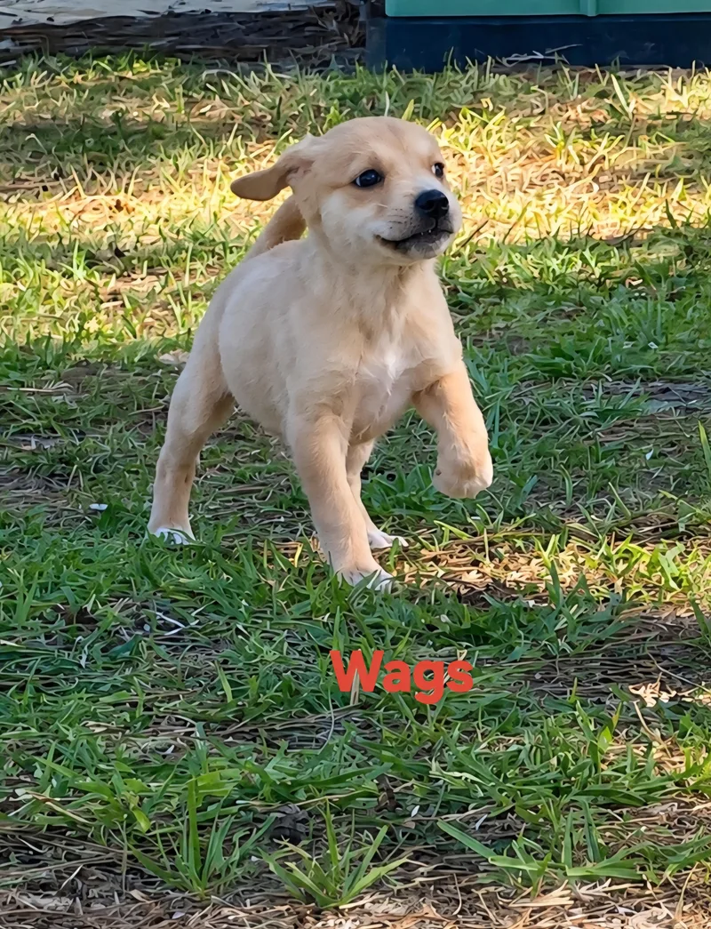 A baby small-sized male Chihuahua dog named Wags for adoption in New Port Richey, FL