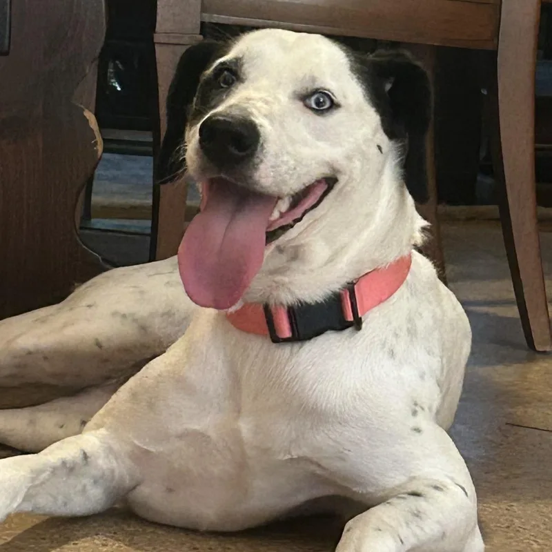 An adult large-sized female White / Cream Dalmatian dog named Misty for adoption in New Orleans, LA