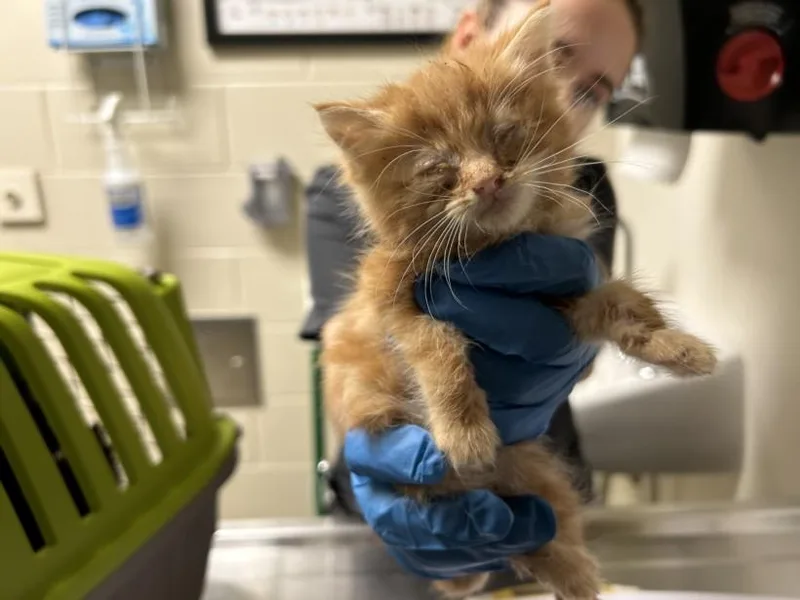 A baby small-sized male Domestic Short Hair cat named Sweet Tater for adoption in Chapel Hill, NC