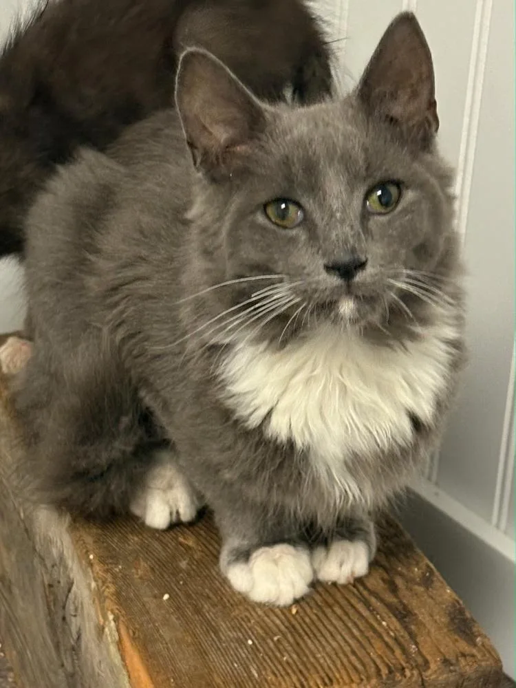 A baby small-sized male Gray & White Domestic Long Hair cat named Lipgroup for adoption in Telford, PA